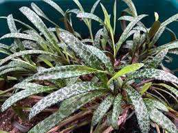 Succulent Ledebouria socialis Silver Squill – 1 Live Plant, Variegated, Drought-Tolerant Houseplant