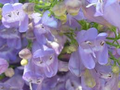 Venus Penstemon Seeds – Penstemon venustus – 100mg for Planting, Native Violet Wildflower, Pollinator Friendly, Hardy Perennial