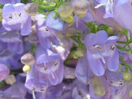Venus Penstemon Seeds – Penstemon venustus – 100mg for Planting, Native Violet Wildflower, Pollinator Friendly, Hardy Perennial