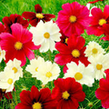 100 Seeds Cosmos Rubies Sunshine Mix, Red, Pale Yellow, Pink Flowers, Pollinators, Butterflies, Non-GMO, Wildflower, Perennial, Garden Plant