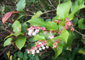 100 Salal Berry Seeds (Gaultheria shallon), Edible Fruits, Evergreen Shrub, Low Maintenance Bush, Wild Berries, Garden Starter, Wildlife