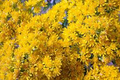 Oligoneuron rigidum Seeds – Stiff Goldenrod – Native Perennial Wildflower with Bright Yellow Blooms for Pollinators, Meadows, and Prairies
