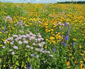 1000 Seeds Wildflower Mix All Perennial Heirloom Flowers Pollinators Non-GMO (Native Wildflowers)