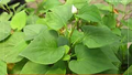 10 Live Fish Mint Plants, Houttuynia cordata, Bare Root Asian Herb, Perennial Ground Cover