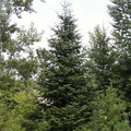 Balsam Fir Seeds – Abies balsamea (Lake State) – 250mg for Planting, Fragrant Evergreen Tree, Cold Hardy, Great for Landscapes Reforestation