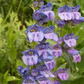 Wilcox’s Penstemon Seeds – Penstemon wilcoxii – 100mg for Planting, Native Violet Wildflower, Drought-Tolerant Pollinator Friendly Perennial