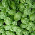 1g Basil Genovese Seeds | Ocimum basilicum | Heirloom, Non-GMO Italian Herb | Aromatic & Flavorful