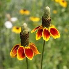 Mexican Hat Seeds – Ratibida columnifera – 100mg (~250 Seeds), Native Wildflower, Red & Yellow Blooms, Drought-Tolerant, Pollinator Friendly