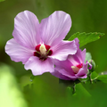 2 Rose of Sharon Hibiscus Organic Live Plant with Roots - Transplant Starter Bush