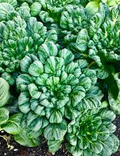 Pak Choi Tatsoi Seeds – 500mg for Planting, Heirloom Asian Greens, Fast-Growing, Mild Flavor, Garden & Container, High Yield