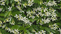 Star Jasmine Cuttings - 7 Live 6" Unrooted Cuttings, Fast-Growing, Fragrant White Blooms, USDA Zones 8-10