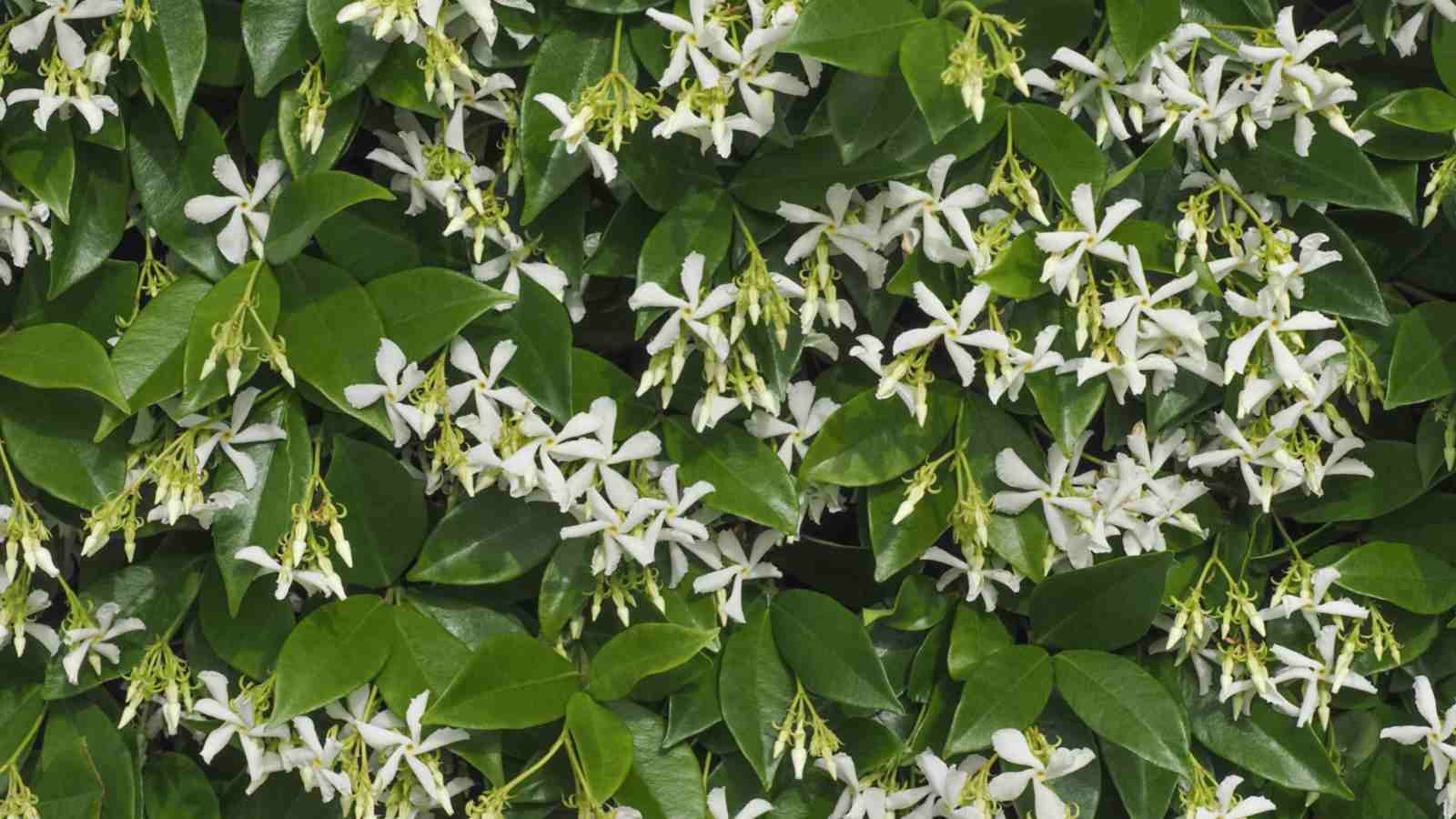 Star Jasmine Cuttings - 7 Live 6" Unrooted Cuttings, Fast-Growing, Fragrant White Blooms, USDA Zones 8-10