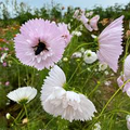 Cupcake Blush Cosmos Seeds – 200+ Seeds – Ruffled Blush-Pink Blooms for Cottage Gardens, Pollinator Beds, and Cut Flower Displays – USA