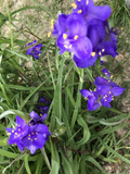 25 Spiderwort Plants (Tradescantia), Bare Root Rhizomes, Perennial with Purple Flowers