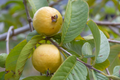 50+ Beaumont Guava Seeds – Grow Psidium guajava Tropical Fruit Tree for Garden & Home