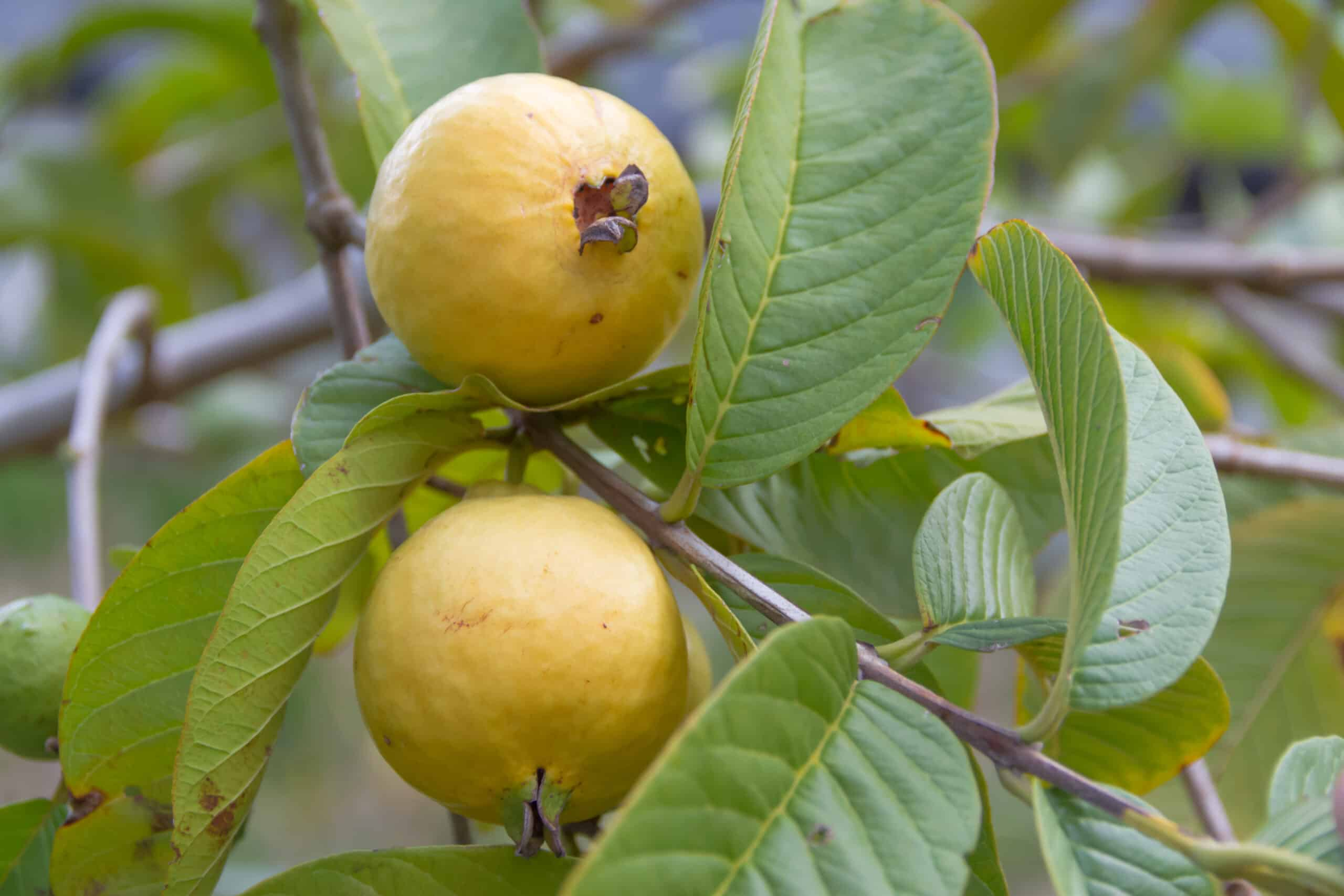 50+ Beaumont Guava Seeds – Grow Psidium guajava Tropical Fruit Tree for Garden & Home