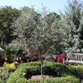 1 Olive Tree "Arbequina" Starter Plant 5-6" Long| Olea europaea | Drought Tolerant, Easy to Grow | Perfect for Garden & Container