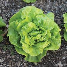 Tom Thumb Butterhead Lettuce Seeds – 1g for Planting, Heirloom Variety, Mini Heads, Tender & Sweet, Cold Hardy, Garden Container