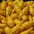 10 Seeds Early Summer Crookneck Squash – Cucurbita pepo | Heirloom Summer Squash for Planting, Gardening & Fresh Harvests