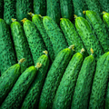 10 Seeds Cucumber Chinese Snake Curved - Cucumis sativus | Unique Heirloom Cucumber for Planting, Gardening & Crisp, Long Harvest