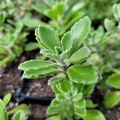Plectranthus tomentosa ‘Vicks Plant’ | 3 Unrooted 4" Live Succulent Cuttings | Fragrant, Fuzzy Leaves, Easy-Care