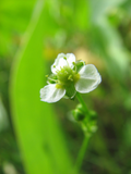 Mud Plantain Seeds – Alisma subcordatum – 250mg for Planting, Native Wetland Plant, Great for Ponds, Rain Gardens & Wildlife Habitats