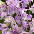 Pulsar Sweet Pea Seeds – 50+ Purple & White Blooms – Climbing Vine for Trellises, Bouquets, Cottage Gardens,Floral Arches – USA