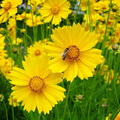 Lance Leaf Coreopsis Seeds (Coreopsis lanceolata) | 25 Seeds | Bright Yellow Perennial Wildflower for Pollinators