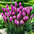 Elegant Blazingstar Seeds (Liatris elegans) | 25 Seeds | Vibrant Pink-Purple Spikes | Pollinator-Friendly | Native Wildflower for Gardens