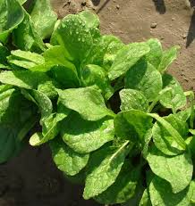 Spinach Viroflay Seeds – 1g for Planting, Heirloom Variety, Fast Growing, Large Tender Leaves, Cold Hardy, High Yield, Garden & Container