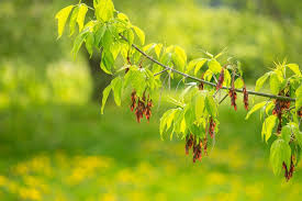 10 Seeds Acer negundo – Boxelder Maple, Fast-Growing Shade Tree with Unique Foliage