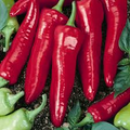 Hot Hatch Big Jim Chili Pepper Seeds – High Yield, Mild to Medium Heat, Large Pods, Heat Tolerant, Great for Roasting, Garden & Container