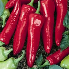 Hot Hatch Big Jim Chili Pepper Seeds – High Yield, Mild to Medium Heat, Large Pods, Heat Tolerant, Great for Roasting, Garden & Container
