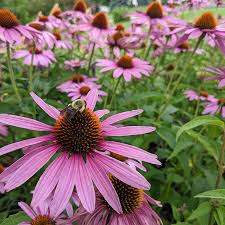 Purple Coneflower Seeds – Echinacea purpurea – 500mg (~100 Seeds), Native Wildflower, Pollinator Friendly, Purple Blooms for Garden