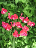 King Edward VII Sweet Pea Seeds – 50+ Crimson Red Blooms – Heirloom Climbing Flower Vine for Bouquets, Trellises & Cottage Gardens – USA