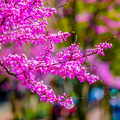 Eastern Redbud Tree – Live Bare Root, Cercis canadensis, Rosy Pink Flowers, Fast-Growing, 1-2 Ft Tall, Drought Tolerant, Zones 4-9