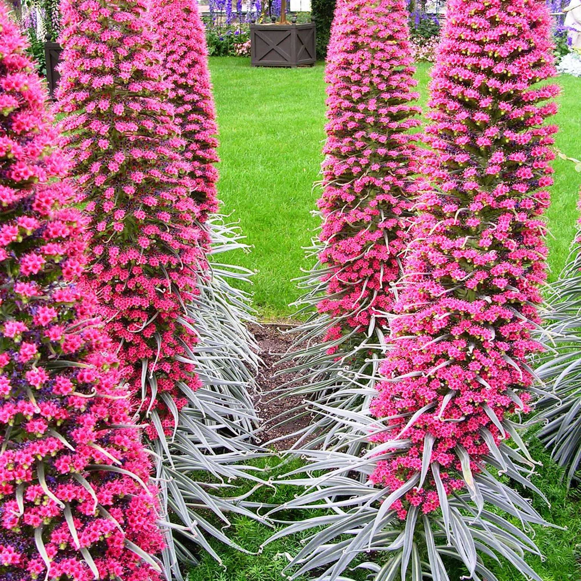 50 Tower of Jewels Red Bugloss Seeds (Echium wildpretti) | Tropical, Hardy Perennial, Vibrant Flowers, Attracts Pollinators
