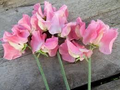 50 Alan Titchmarsh Sweet Pea Seeds – Fragrant Lavender-Blue Blooms for Garden Planting, Climbing Vines for Trellises – USA