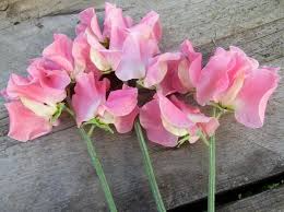 50 Alan Titchmarsh Sweet Pea Seeds – Fragrant Lavender-Blue Blooms for Garden Planting, Climbing Vines for Trellises – USA