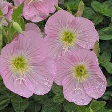 Evening Primrose Seeds – Oenothera biennis – 100mg (~200 Seeds), Native Yellow Wildflower, Biennial, Night Blooming, Pollinator Friendly
