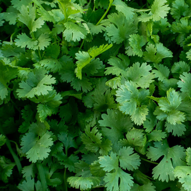 Parsley Dark Green Italian Giant Seeds – 1g for Planting, Heirloom Variety, Fragrant & Flavorful, High Yield, Garden Container Herb