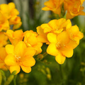 Single Yellow Freesia Bulbs - Fragrant 12-16" Tall Flowers, Deer Resistant, USDA Zones 9-10, Perfect for Gardens & Bouquets