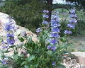 100mg Penstemon payettensis - Payette Penstemon Seeds, Rare Native Wildflower for Pollinator Gardens