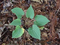 5 Bare Root Wild Yam Plants, Perennial Vine, Dioscorea villosa, Organic Wildflower Bulbs for Gardens