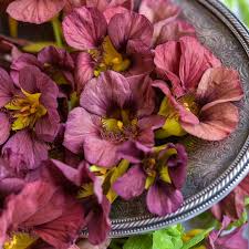 Tropaeolum majus Purple Emperor Nasturtium Seeds – 50+ Deep Burgundy Blooms for Garden & Containers