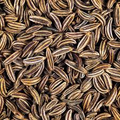 1g Caraway Seeds | Carum carvi | Heirloom, Non-GMO Culinary Herb | Aromatic & Versatile