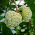 5 Organic Sugar Apple Seeds (Annona squamosa) – Tropical Sweetsop Fruit Tree, Zones 9-11