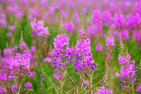 Fireweed Seeds – Chamaenerion angustifolium – 30mg for Planting, Pink Wildflower, Pollinator-Friendly, Hardy Perennial for Natural Gardens