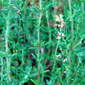 1100 Seeds Thyme (Thymus vulgaris) – Culinary Herb for Cooking, Seasoning, and Pollinator-Friendly Gardens