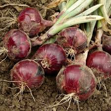 Onion Red Burgundy Short Day Seeds – 300mg for Planting, Heirloom Variety, Mild & Sweet, High Yield, Heat Tolerant, Garden Container